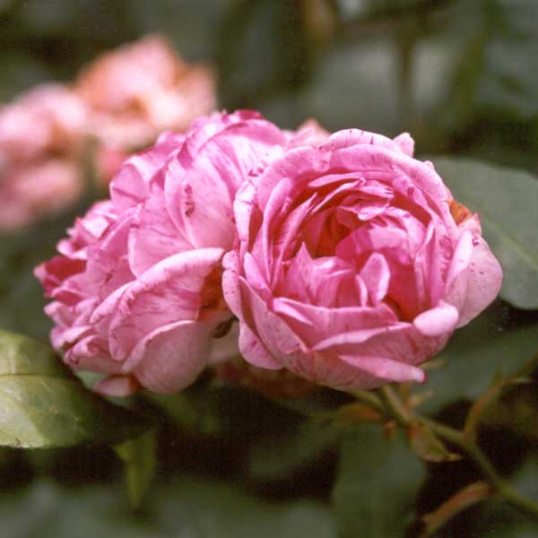 To be truthful this rose sprawls and straggles a bit.