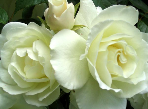 This rose has two distinct flowerings. 