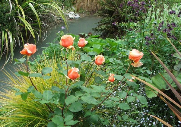  Growing in a mixed border with grasses and perennials. 