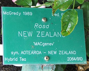  Aotearoa is the Maori name for New Zealand. 
