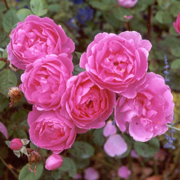 big pink roses pictures. lavender lassie rose?