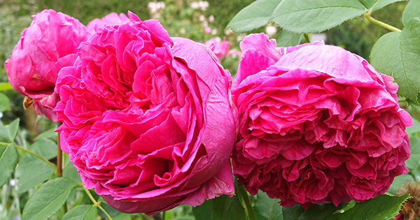 Very heavy petalled roses, which can droop in the rain. Very heavy petalled roses, which can droop in the rain.