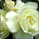  The modern shrub rose Iceberg. 