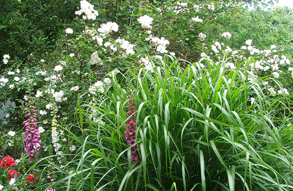  With a large Miscanthus  and some foxgloves. 