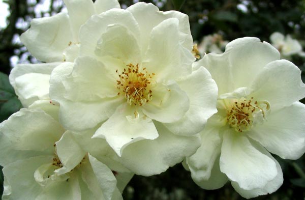 moonlight rose flowers