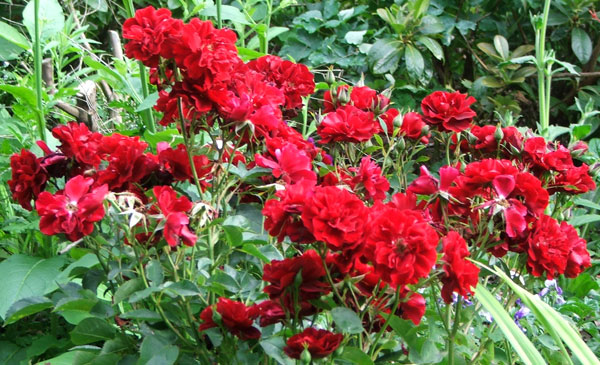 red rose flower garden. Opulence Rose