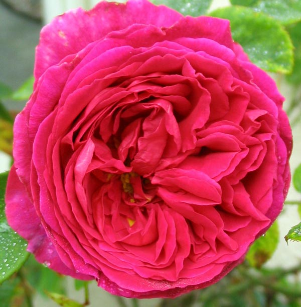 Othello Rose