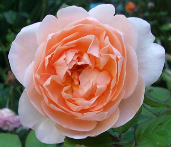  A peachy rose. 