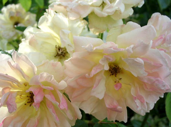 A soft and fluffy rose. A soft and fluffy rose.