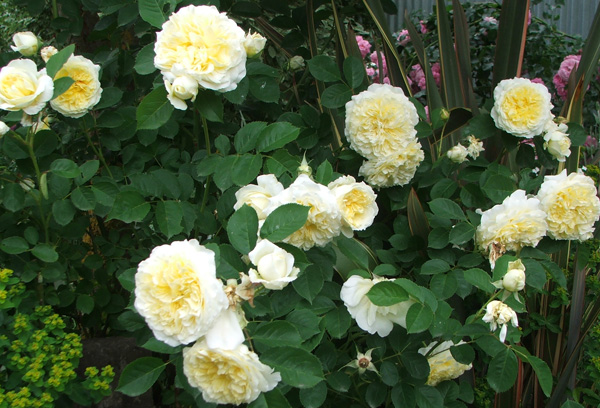 Fluffy and pale lemon. Fluffy and pale lemon.