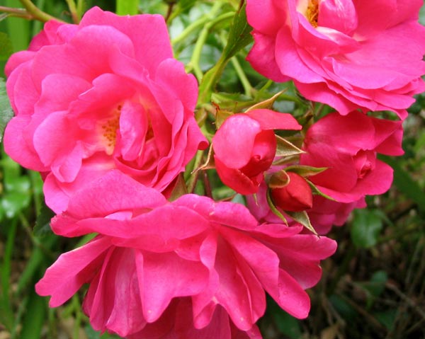 flowers roses. Bright Pink Flower Carpet Rose