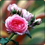  Anonymous garden roses. 