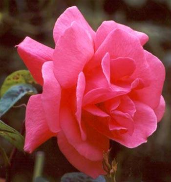 Gardening Questions on Anonymous Pink Garden Rose