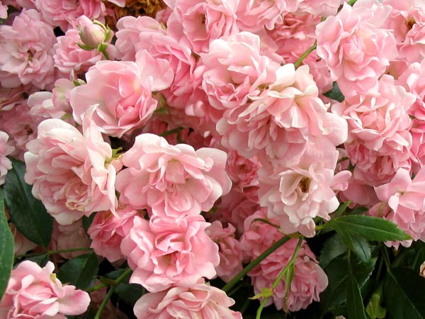http://www.mooseyscountrygarden.com/rose-garden/pink-rose-fairy.jpg