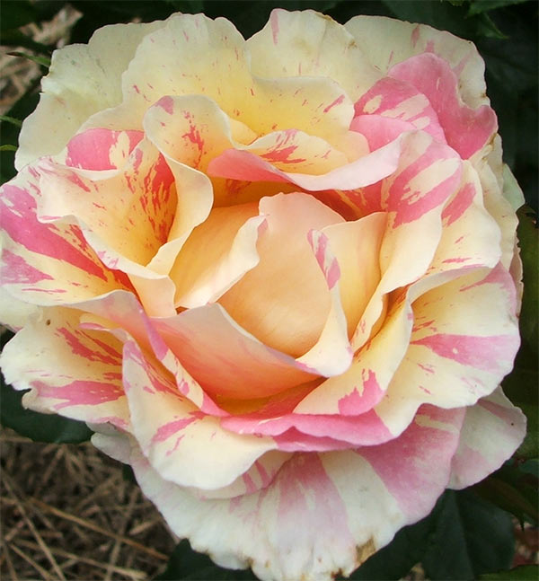 pink striped rose