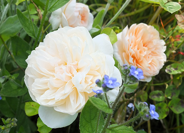  Shifted from the side of the house. Definitely an older David Austin. 