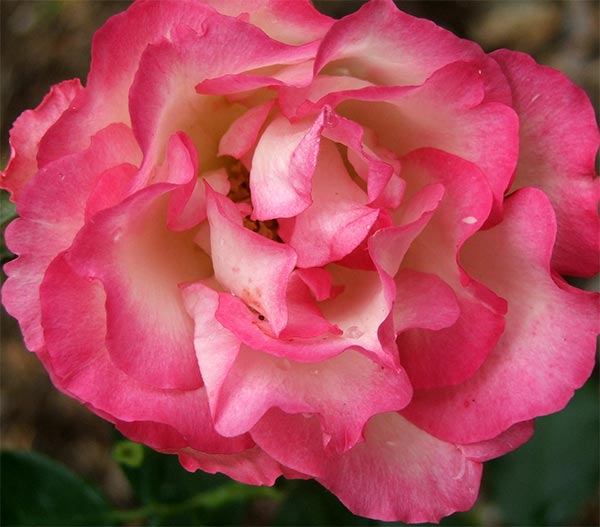  A scrumptious rose! 