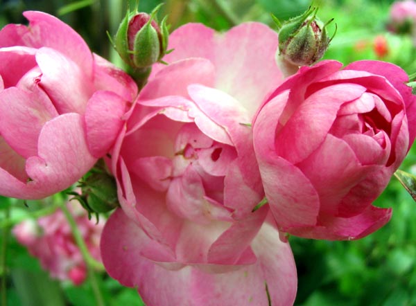 pink rose flower arrangements. hot flower-arrangement-to-