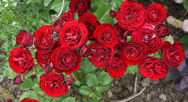 Cluster of Red Roses