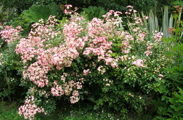 http://www.mooseyscountrygarden.com/rose-garden/rose-bush-ballerina.jpg