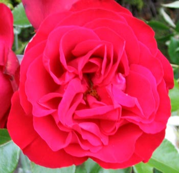  A New Zealand bred tall shrub rose. 