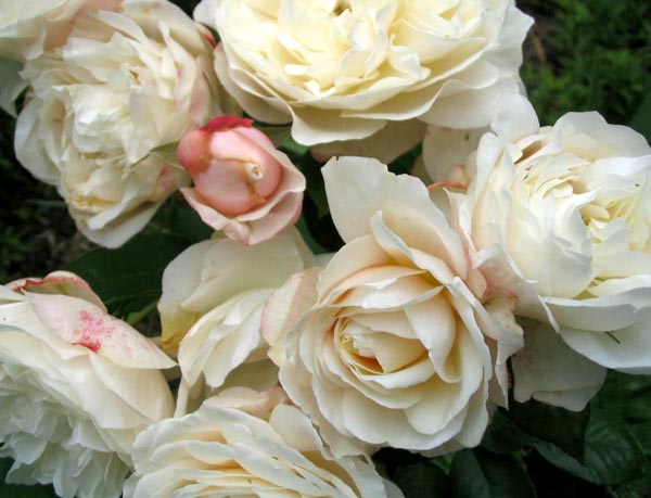  The flowers are pink tinged with the rain. 