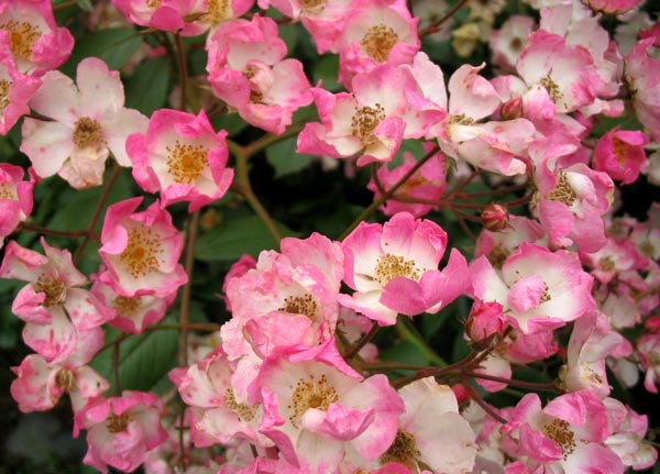 white rose flowers. Ballerina Rose Flowers