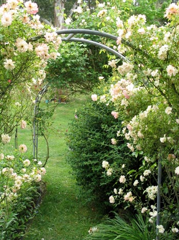 rose garden arch