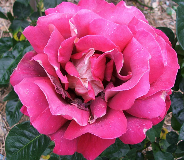 A large rose with unusual colouring. 