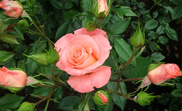  A lovely rose which I would like to grow. 