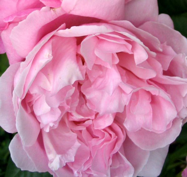 A beautiful soft pink David Austin English rose. A beautiful soft pink David Austin English rose.