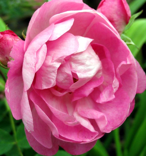  A beautiful old-fashioned rose. 