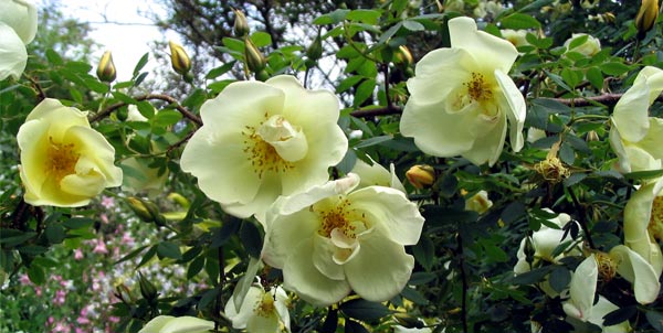  The flowers are quite large, and open quickly. 