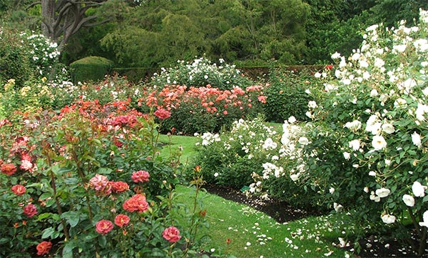  The modern rose garden in the Botanical Gardens, Christchurch. 