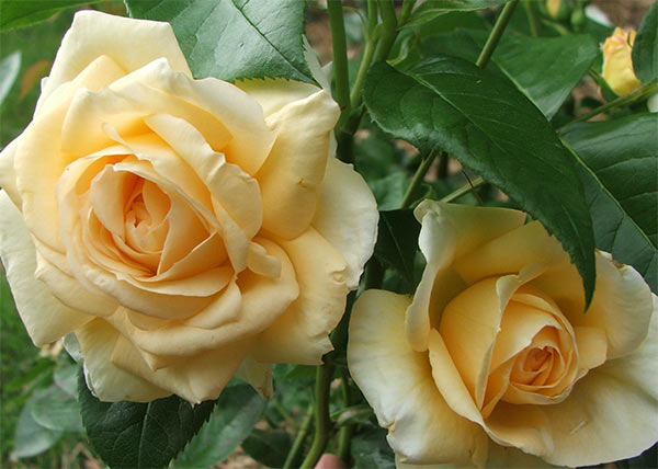 Beautiful Images Of Roses. What a eautiful rose!