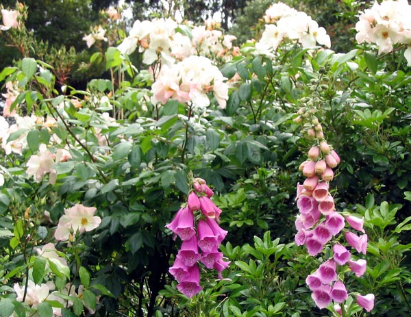  She starts flowering in early summer. 