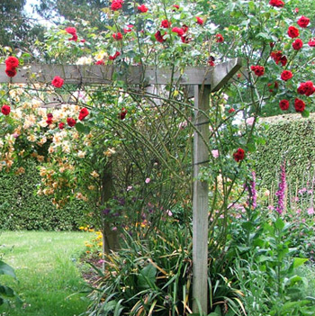 Flowering beautifully. Flowering beautifully.
