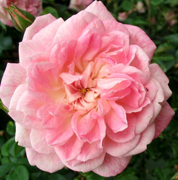  A very pretty rose. 
