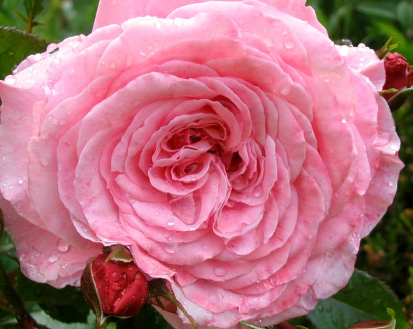  A Sam McGredy rose. 