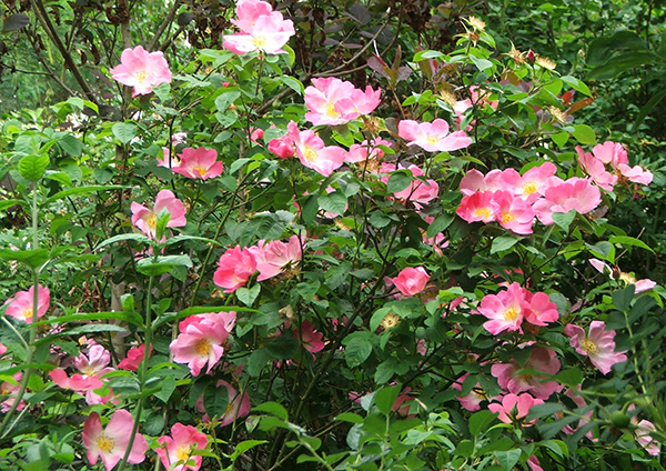  Lots of pretty pink flowers. 