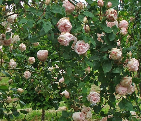  Lots of pink flowers. 