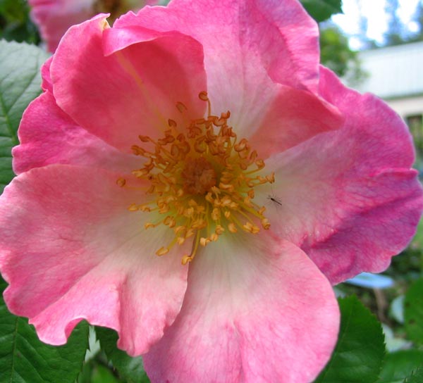 A single pink rose. Sparrieshoop Pink