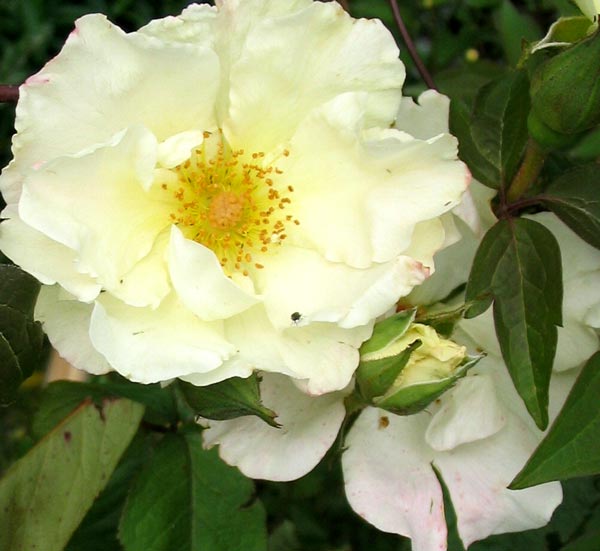  A large single white rose. 