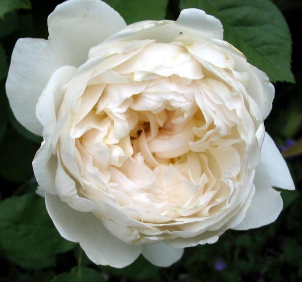  A beautiful white Davidf Austin rose. 