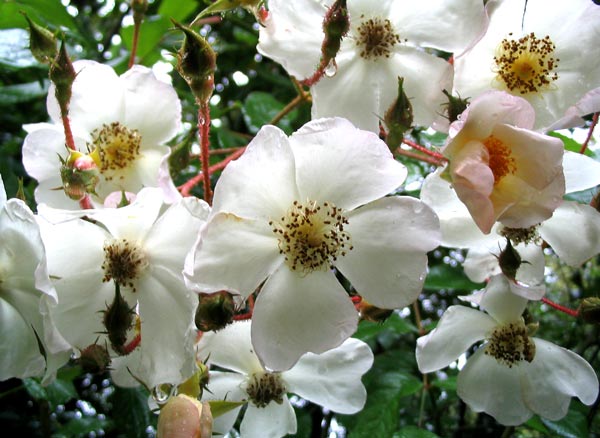  A huge scrambling rose. 