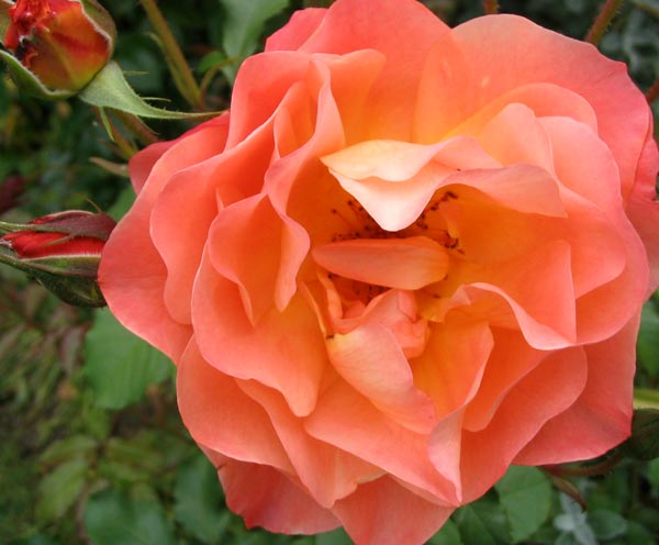  A beautiful mixture of apricot and pink shades. 