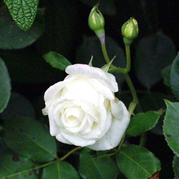 white-astrid-rose.jpg