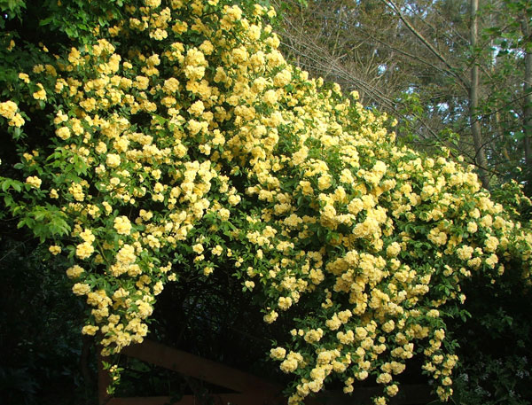  This rose is a very beautiful shade of yellow. 