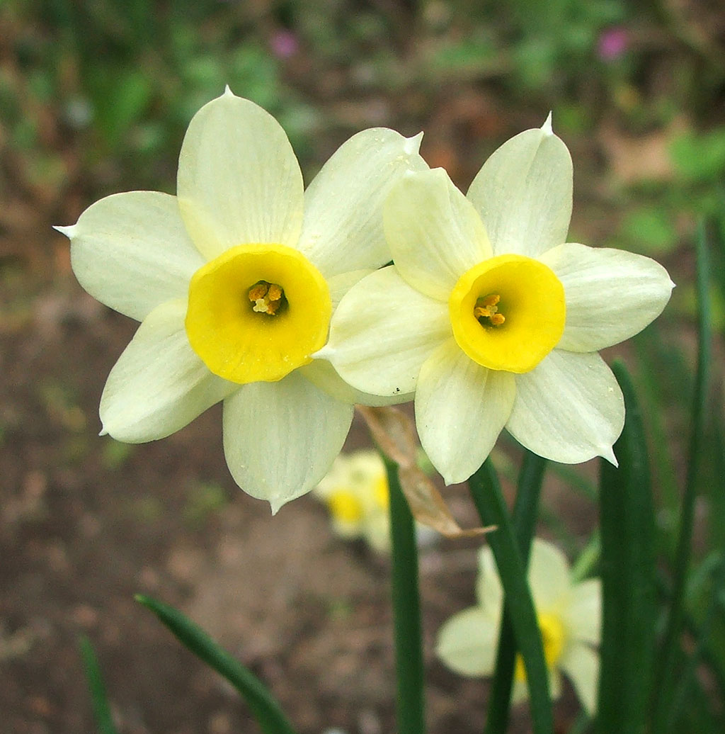 Yellow and White Daffodil Flowers