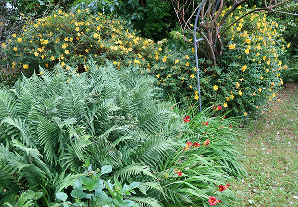  On the side of the Septic Tank Garden. 